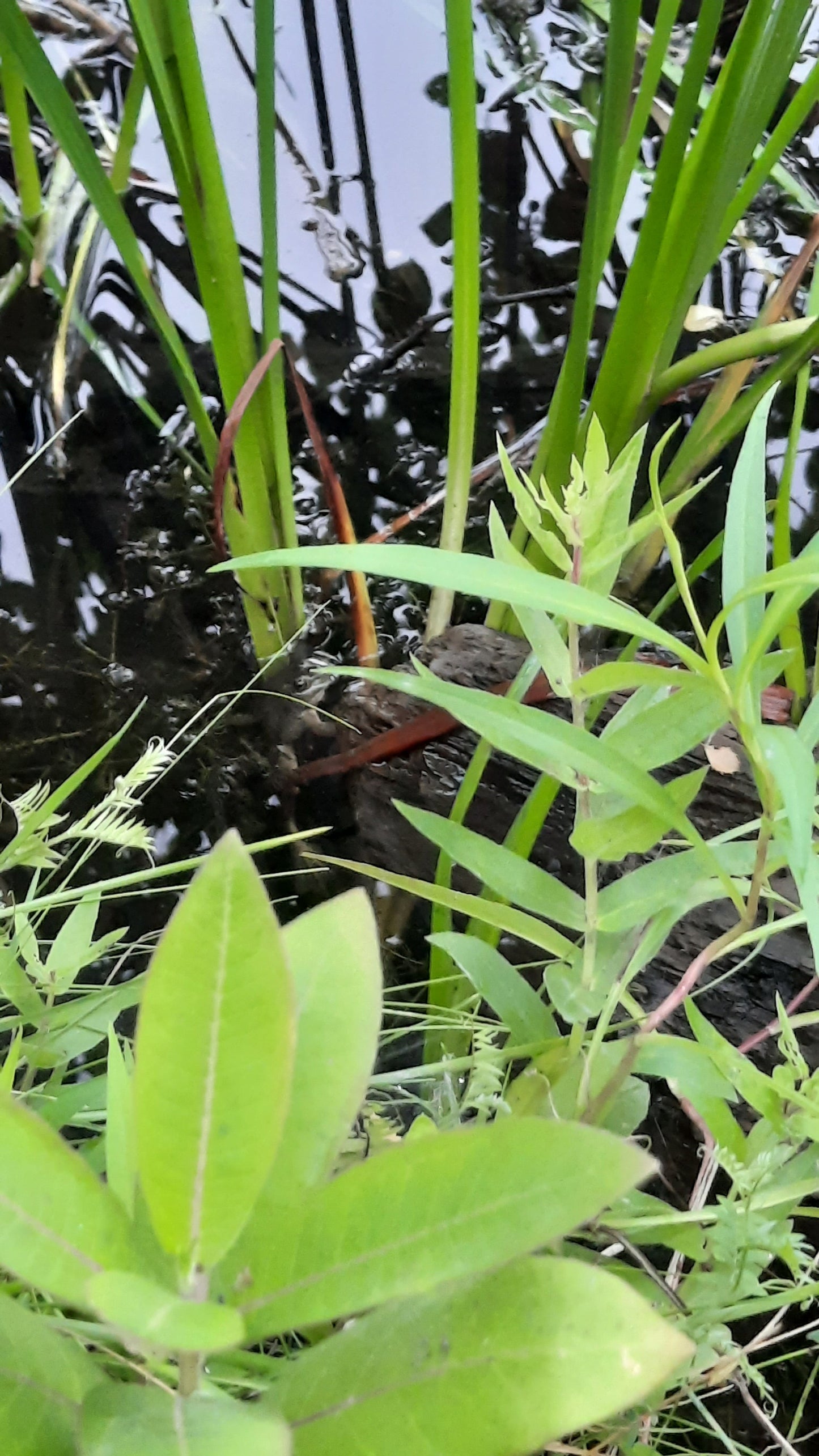 Trouve La Grenouille Du 17 Juillet 2021 Cliquez Pour Zoomer Et Voir Réponse.