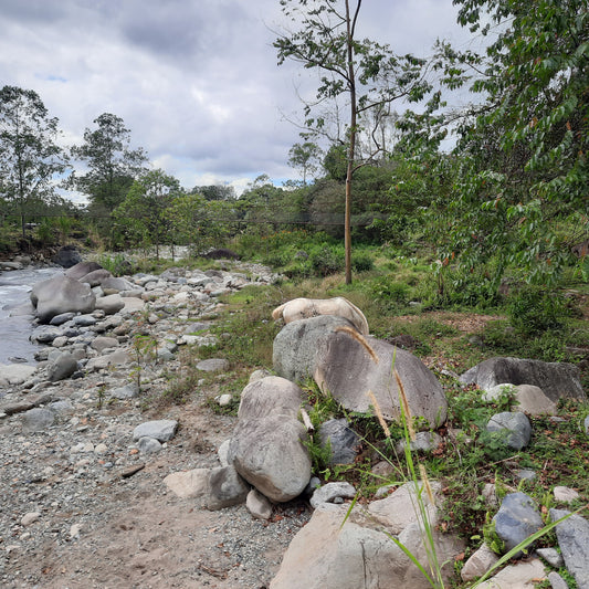 Trouve Le Cheval De Rivas
